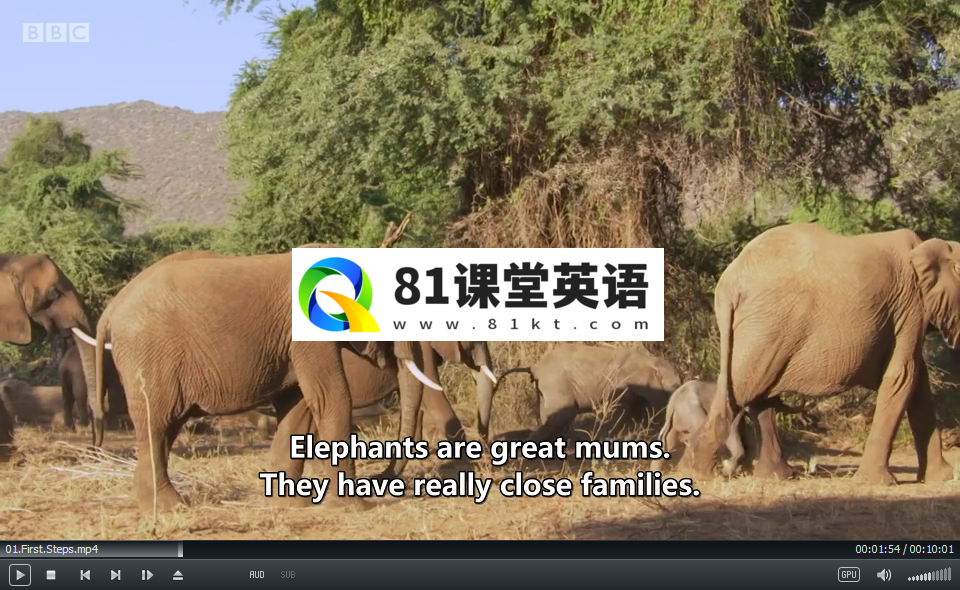 Andy's Baby Animals 安迪和小动物 图片3