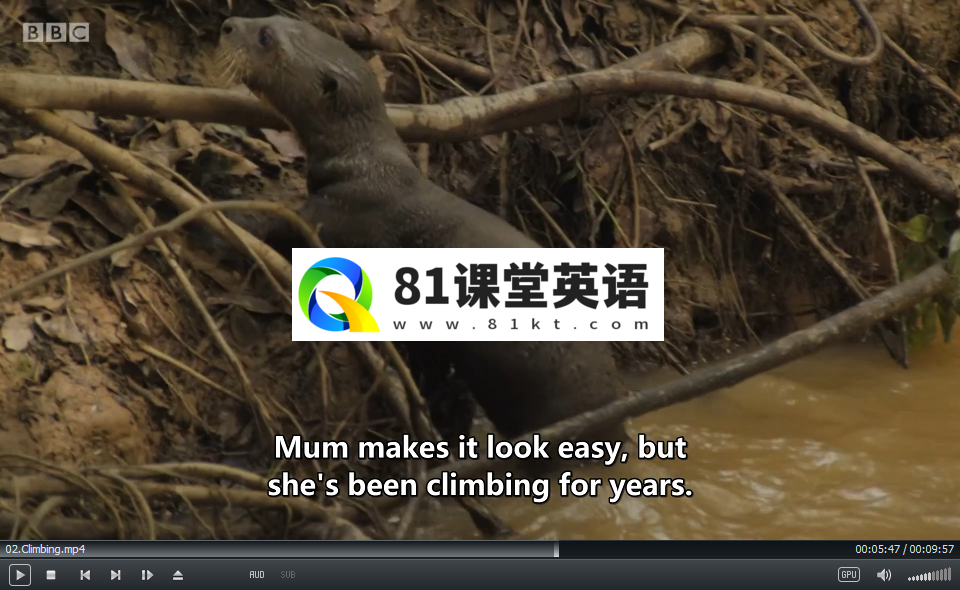 Andy's Baby Animals 安迪和小动物 图片7