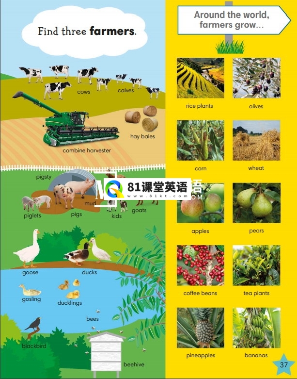 DK 1000 useful words 图片29